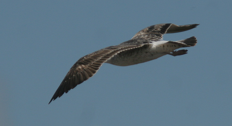 Larus fuscus