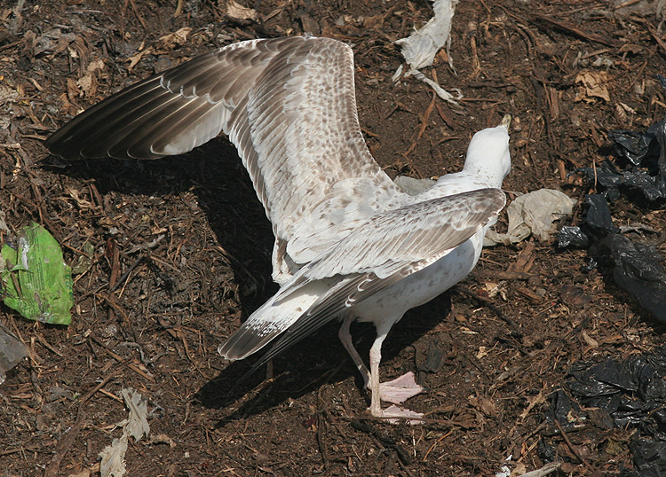 Larus cachinnans