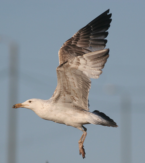 Larus cachinnans