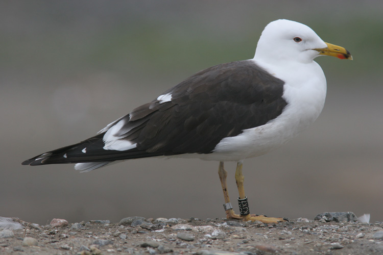 Larus fuscus