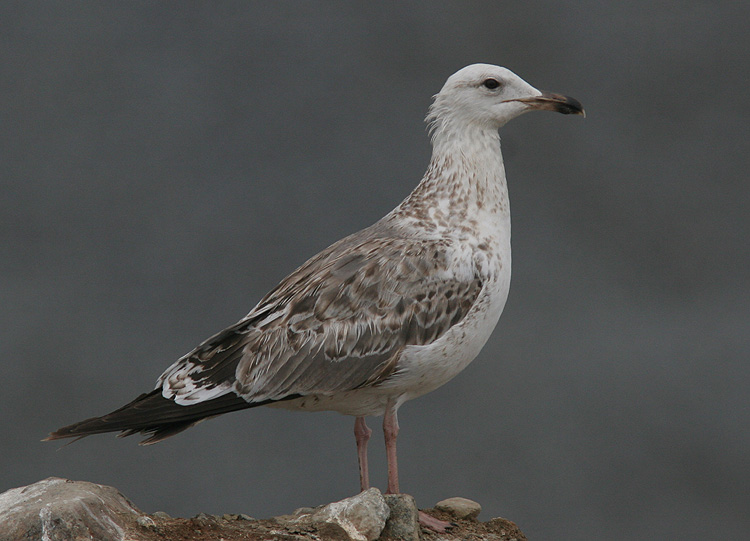 Larus (f.) heuglini