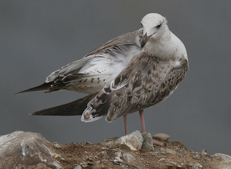 Larus (f.) heuglini