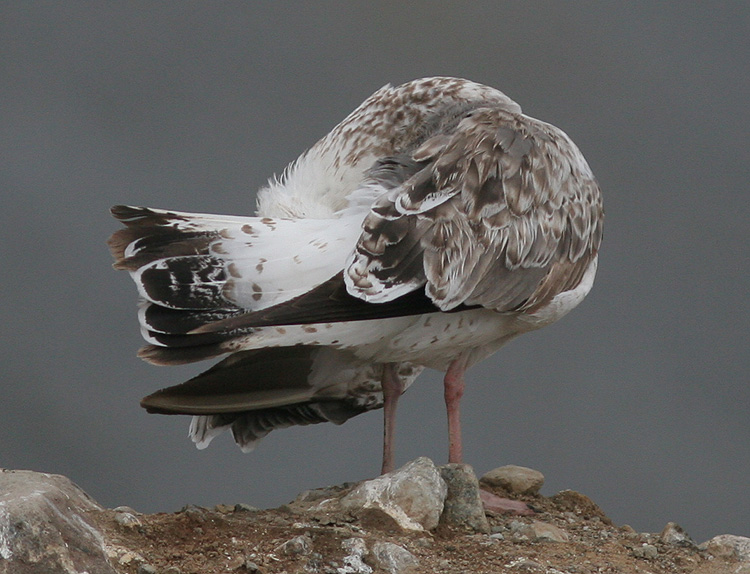 Larus (f.) heuglini