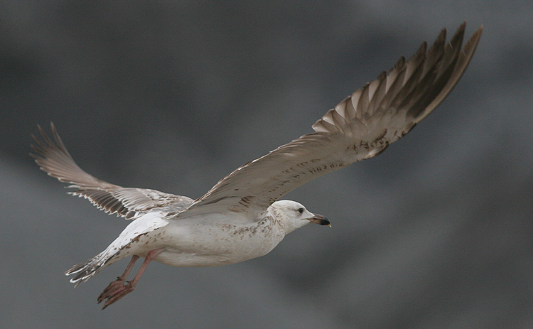 Larus (f.) heuglini