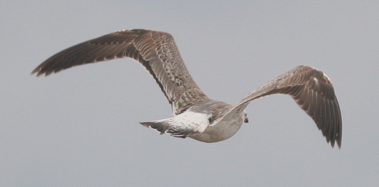 Larus (f.) heuglini