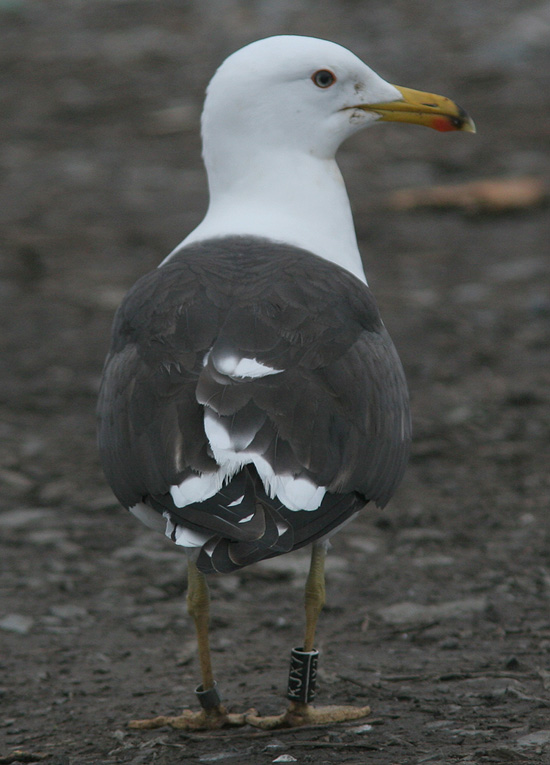 Larus fuscus