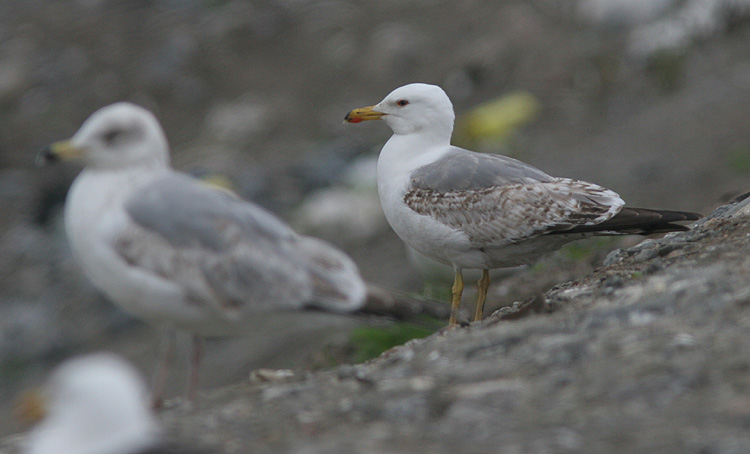 Larus michahellis