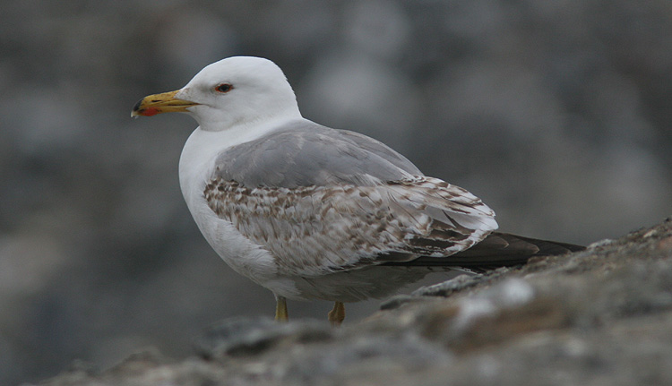 Larus michahellis