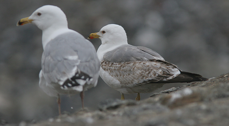 Larus michahellis