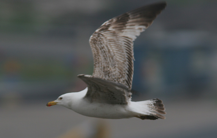 Larus michahellis