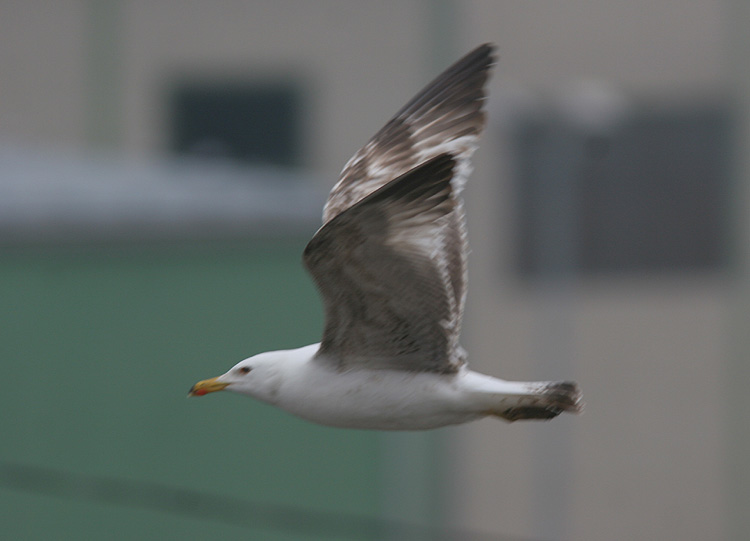 Larus michahellis