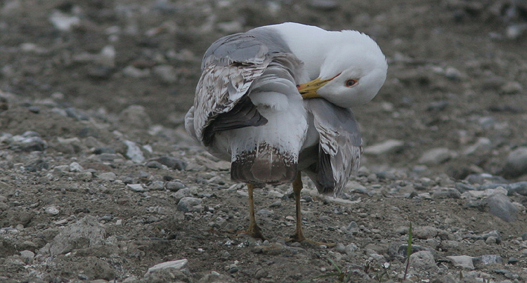 Larus michahellis