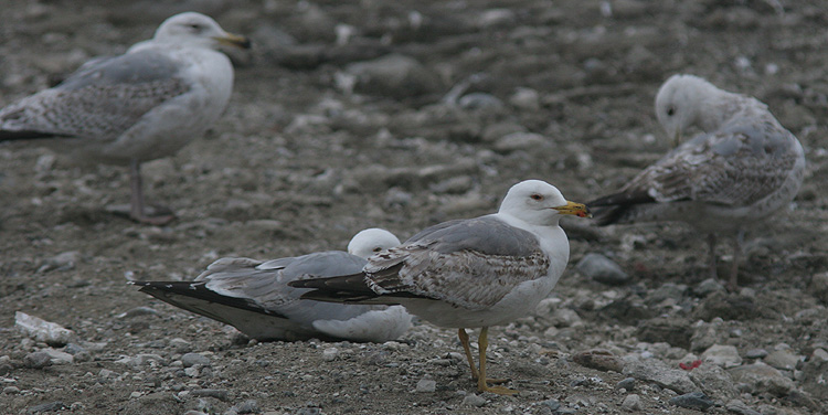 Larus michahellis