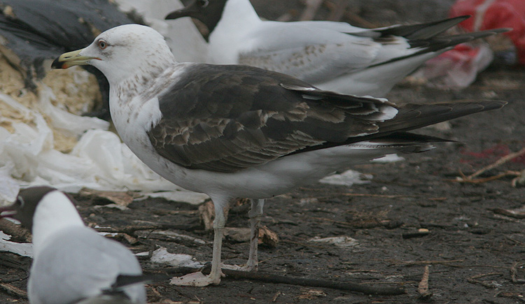 Larus fuscus