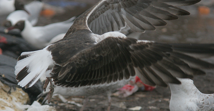 Larus fuscus