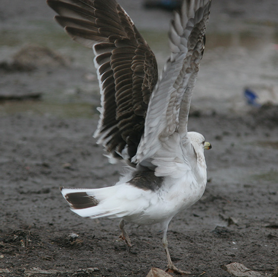 Larus fuscus