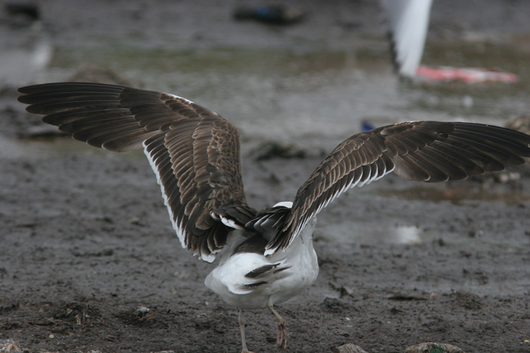 Larus fuscus