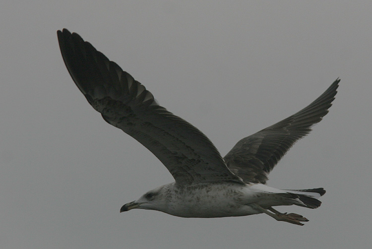 Larus fuscus