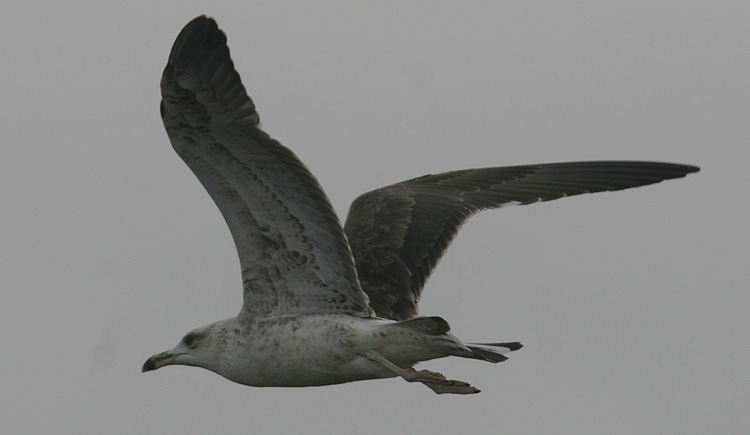 Larus fuscus