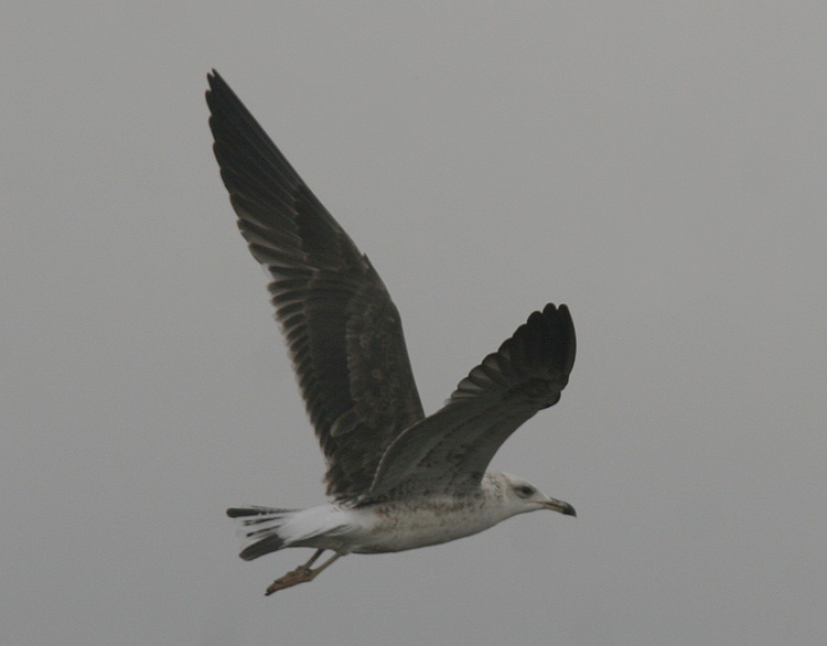 Larus fuscus