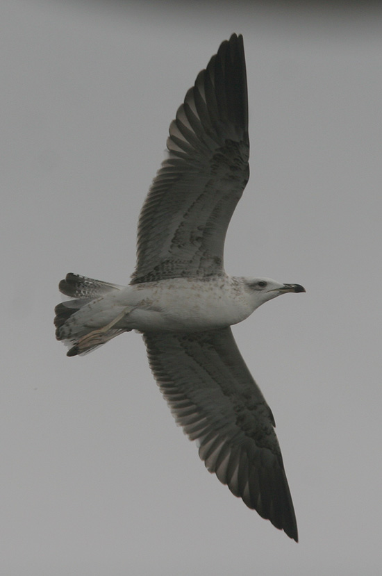 Larus fuscus