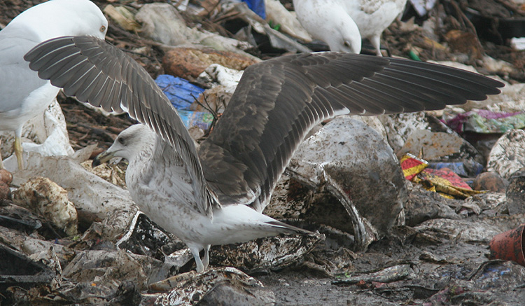 Larus fuscus
