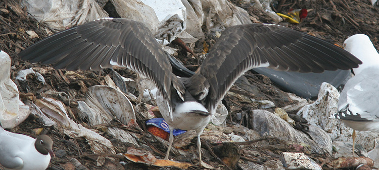 Larus fuscus