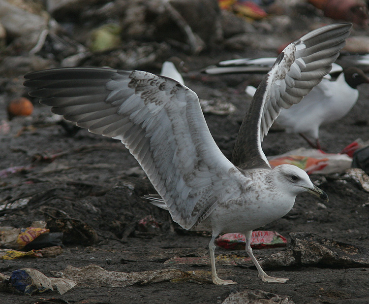Larus fuscus