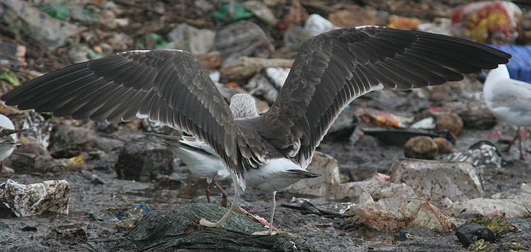 Larus fuscus
