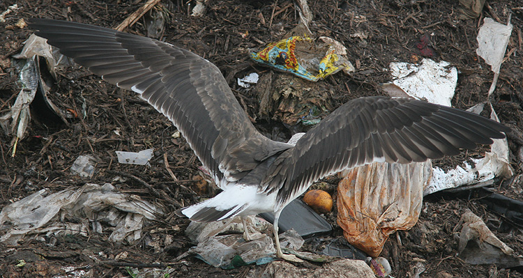 Larus fuscus
