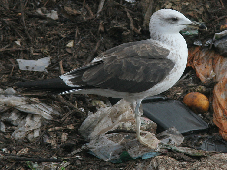 Larus fuscus