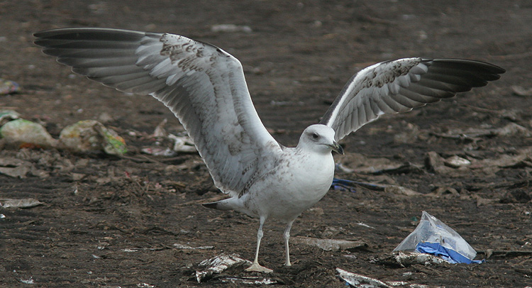 Larus fuscus