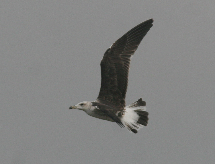 Larus fuscus