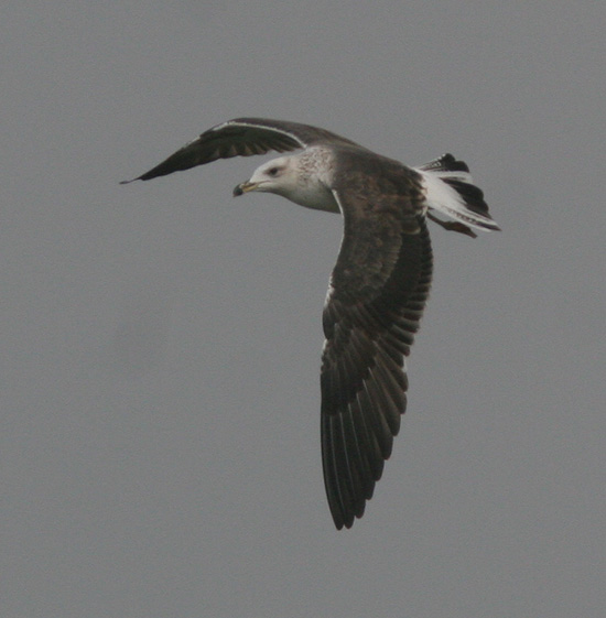 Larus fuscus