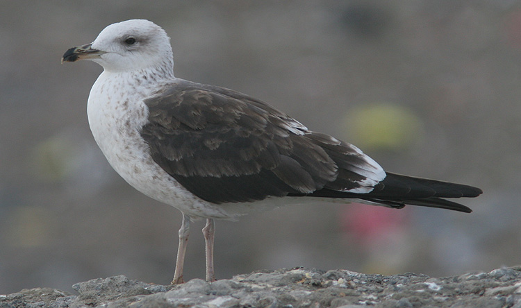 Larus fuscus