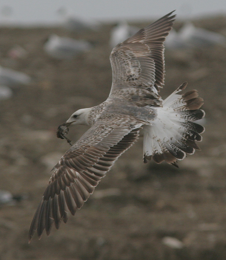 Larus (f.) heuglini