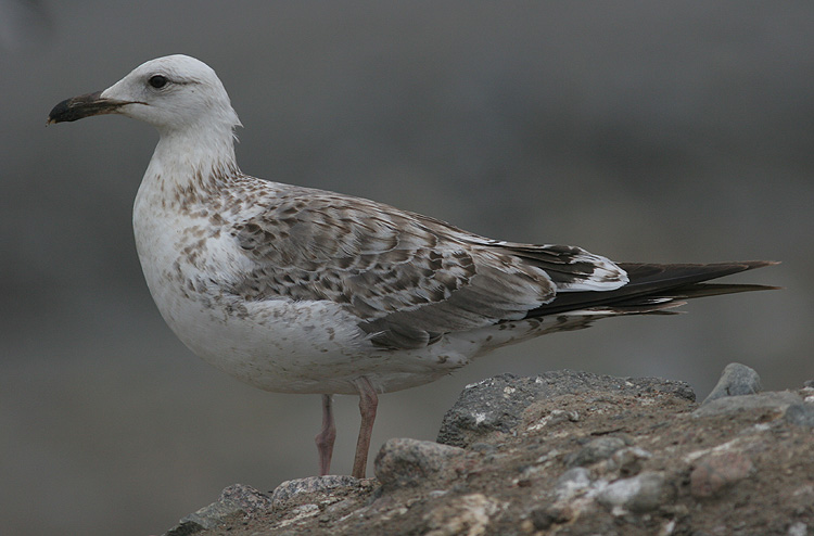 Larus (f.) heuglini
