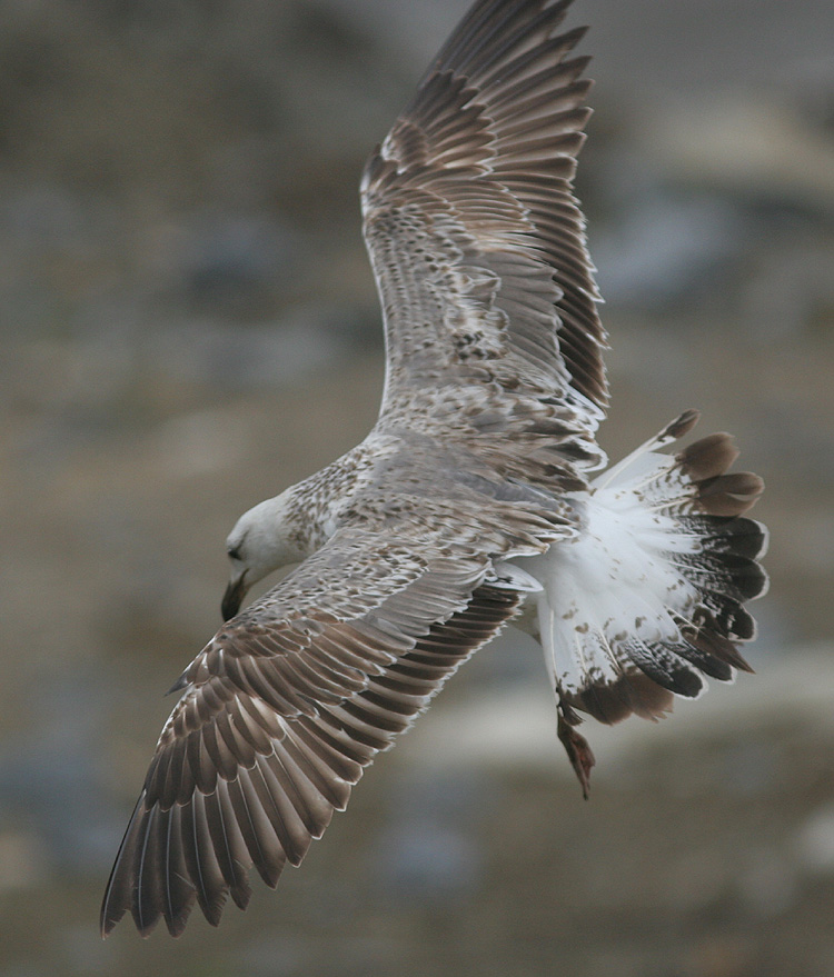 Larus (f.) heuglini