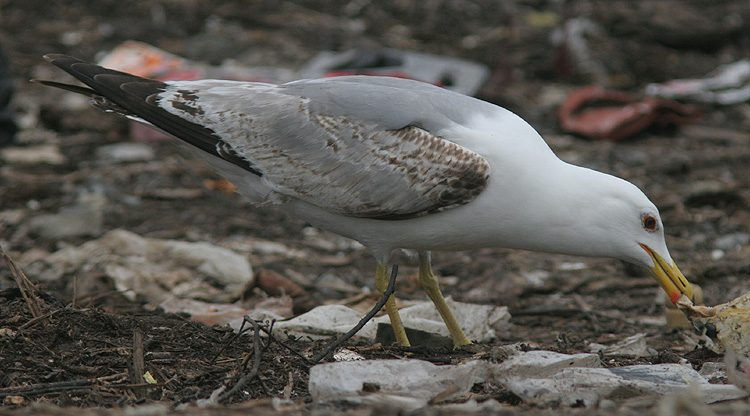 Larus michahellis