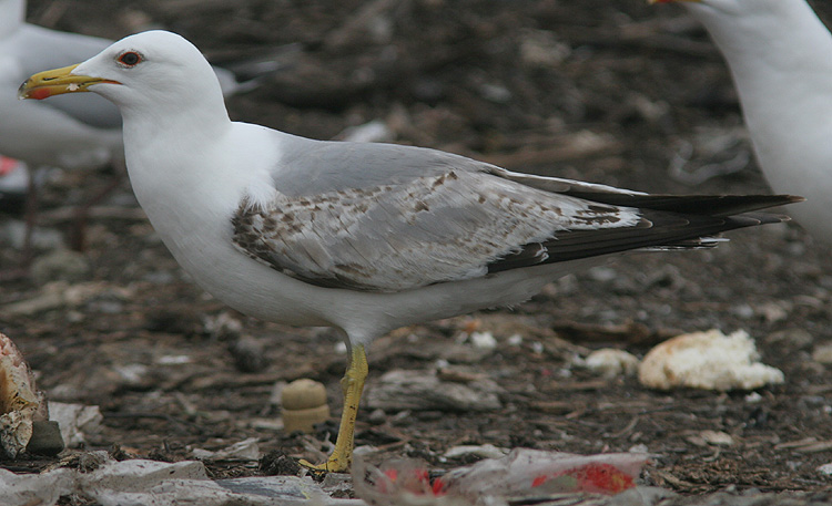 Larus michahellis
