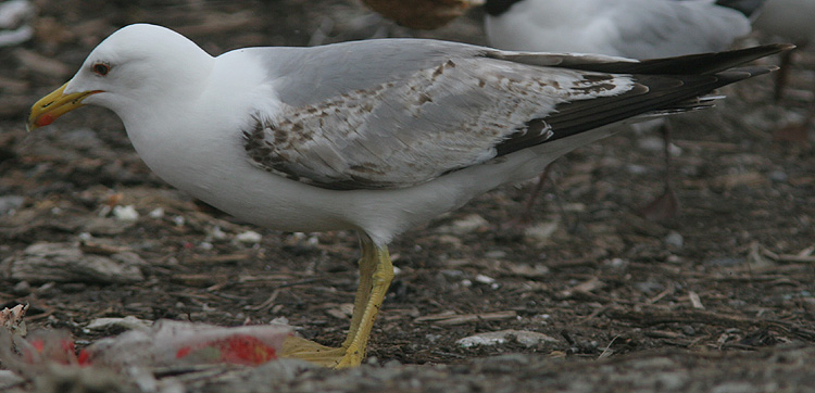 Larus michahellis