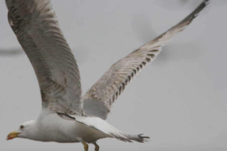 Larus michahellis