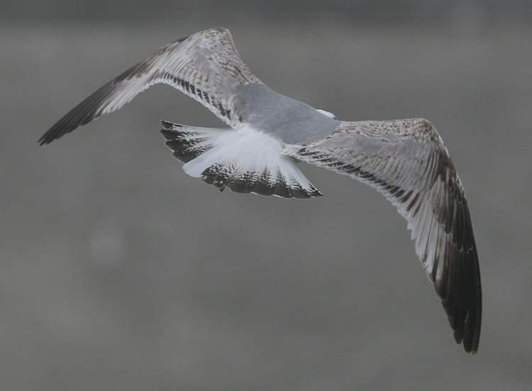 Larus michahellis