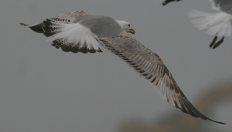 Larus michahellis