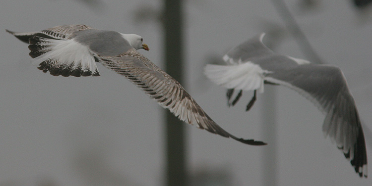Larus michahellis