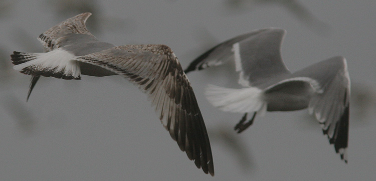 Larus michahellis