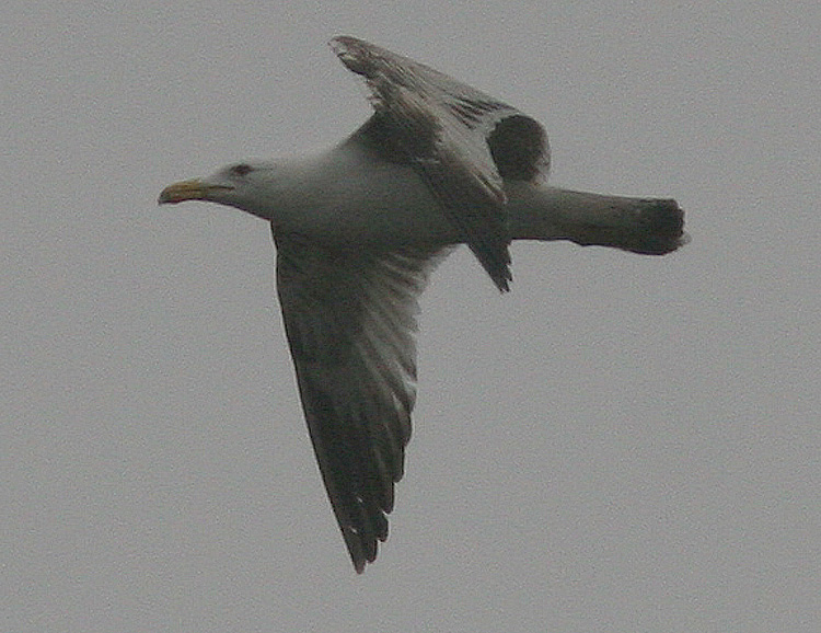 Larus michahellis