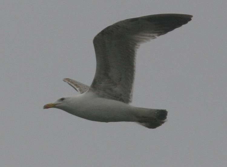 Larus michahellis