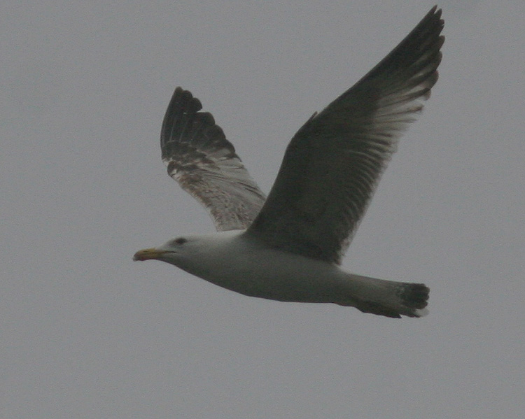 Larus michahellis