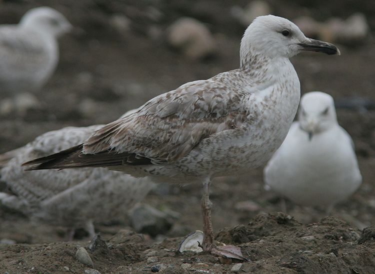 Larus cachinnans